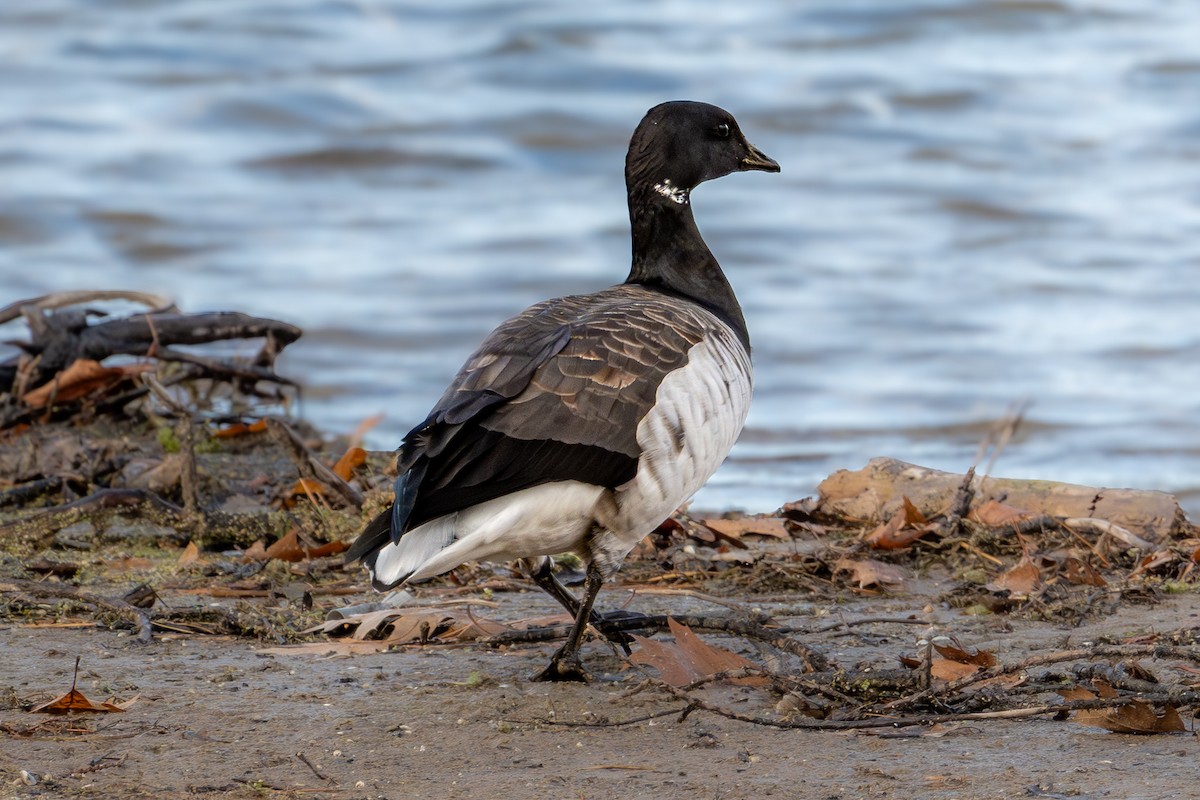 黑雁 - ML645667828