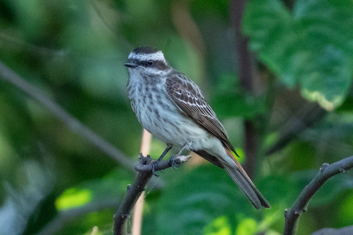 Белоусый тиранн - ML645667830