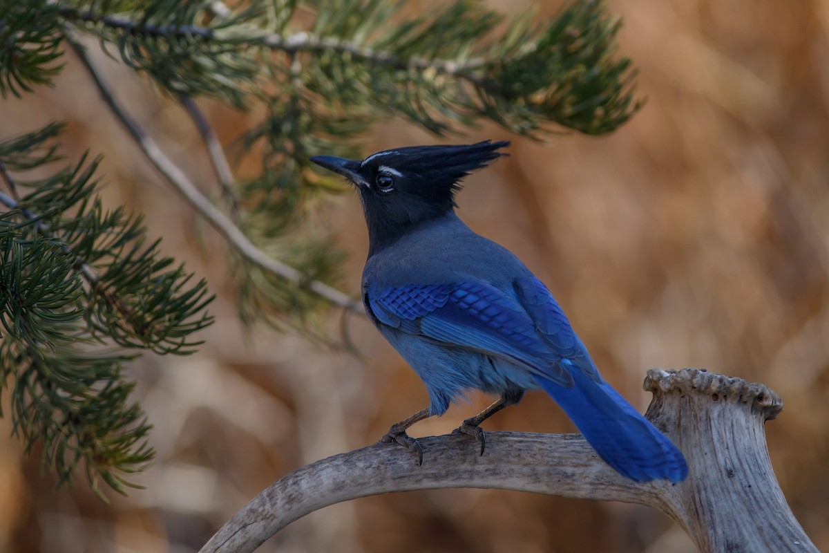 ステラーカケス - ML645667833