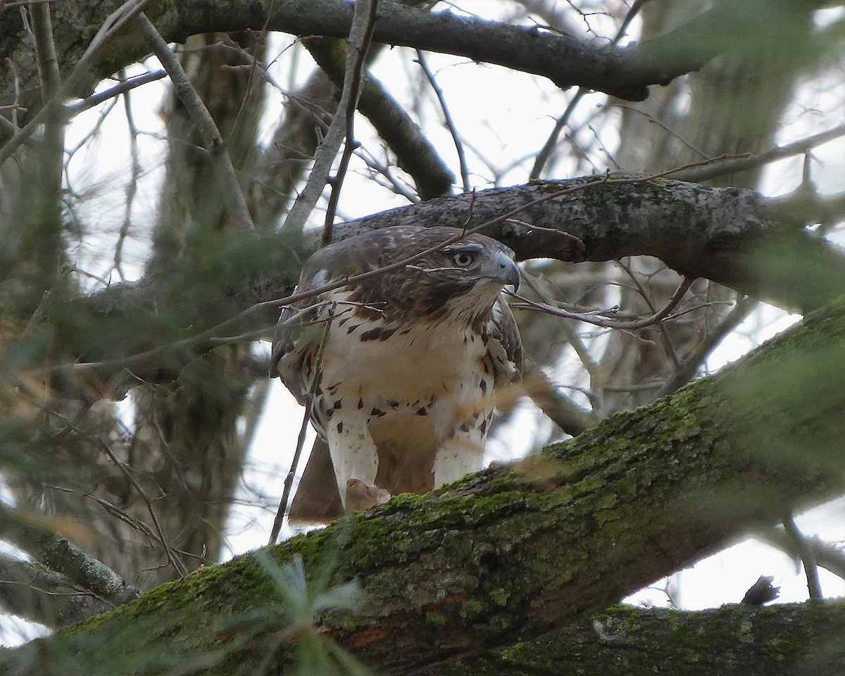 Red-tailed Hawk - ML645667837
