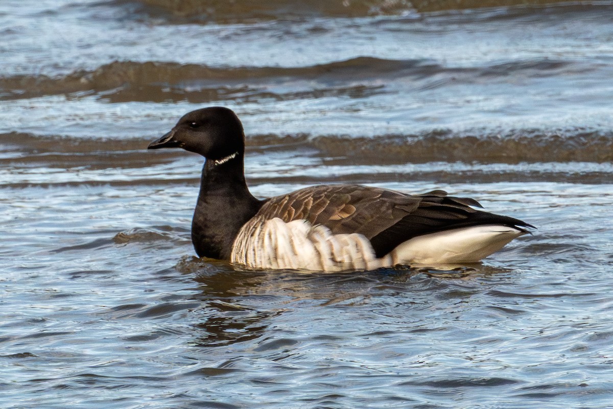 黑雁 - ML645667839