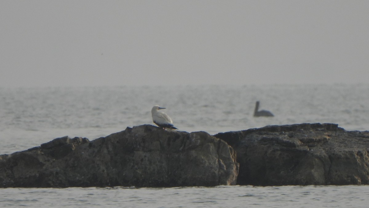 סולה אדומת-רגל - ML645667840