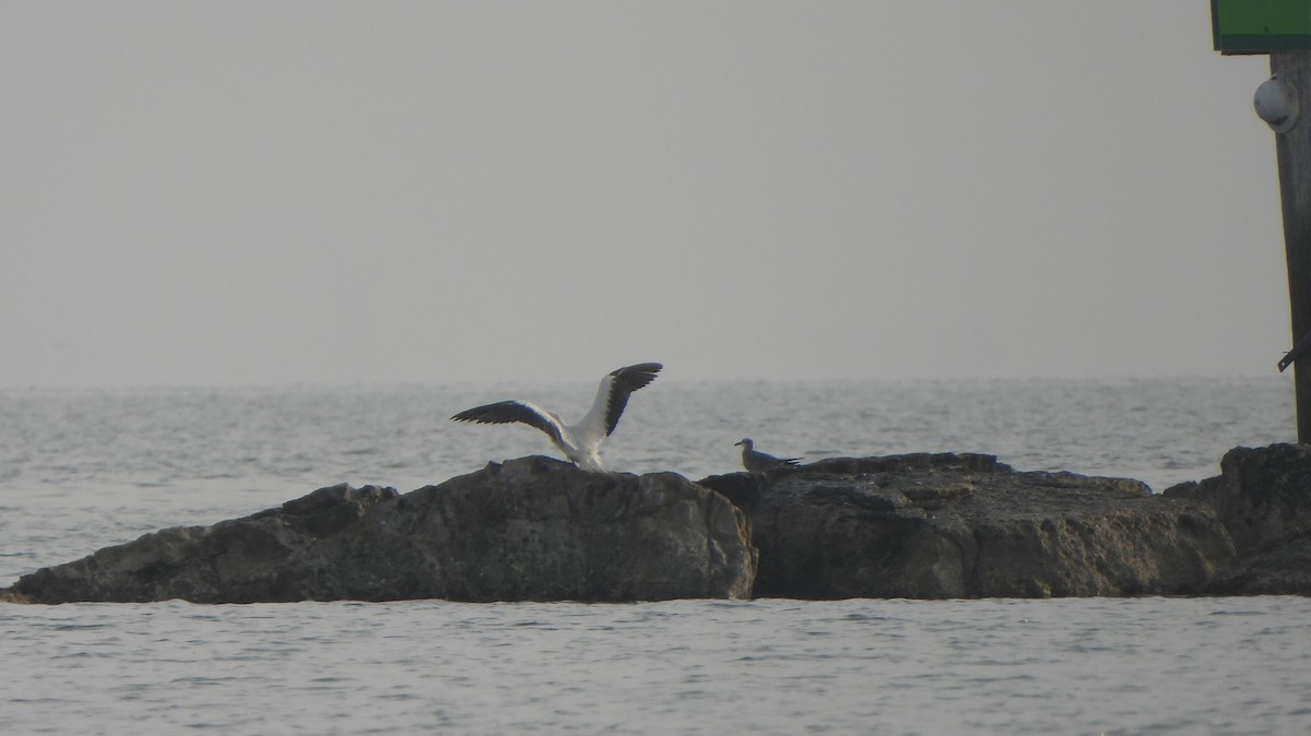 סולה אדומת-רגל - ML645667841