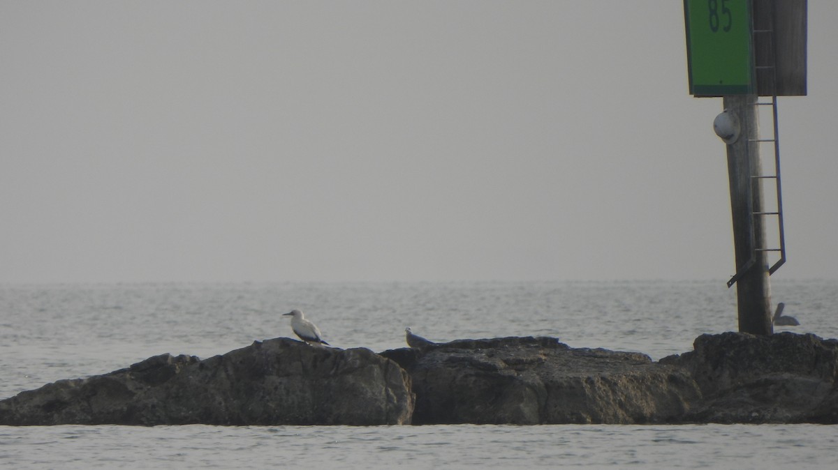 סולה אדומת-רגל - ML645667842