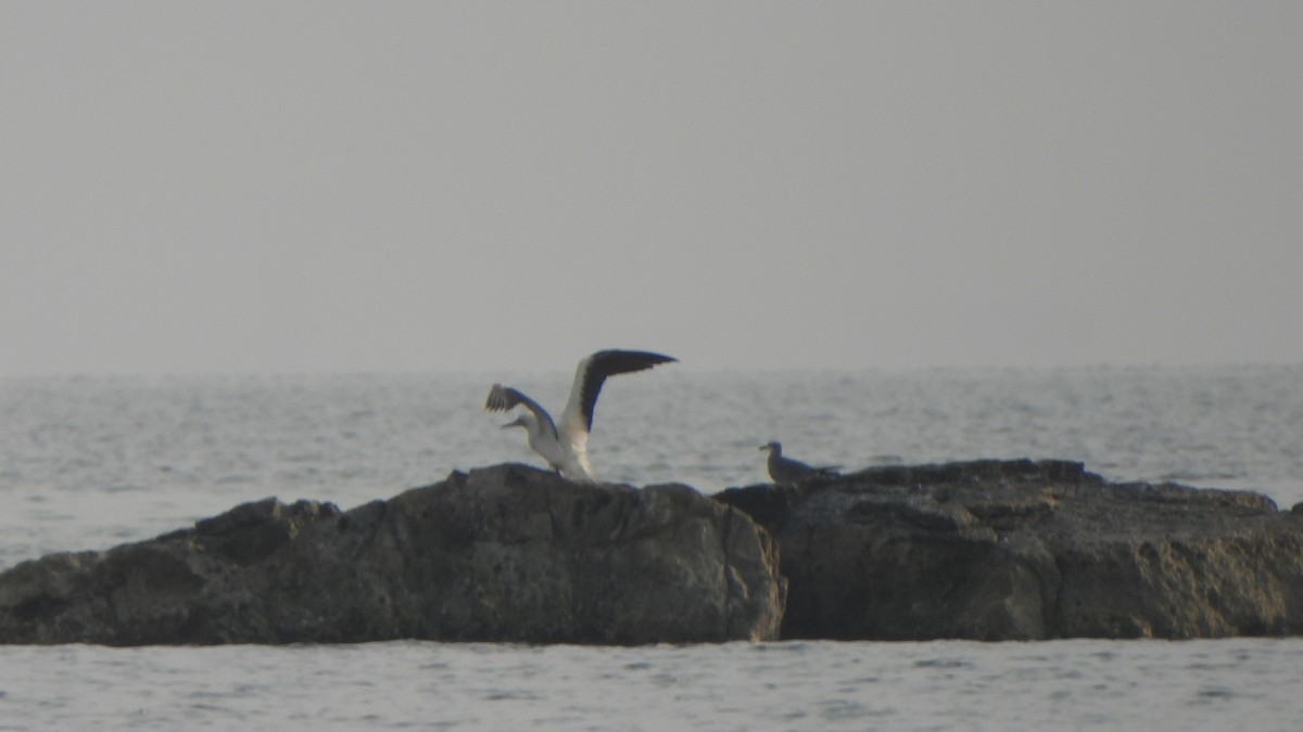 סולה אדומת-רגל - ML645667843