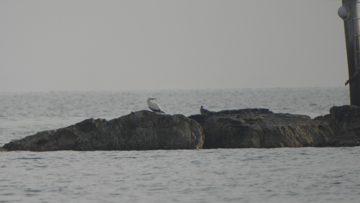 סולה אדומת-רגל - ML645667844