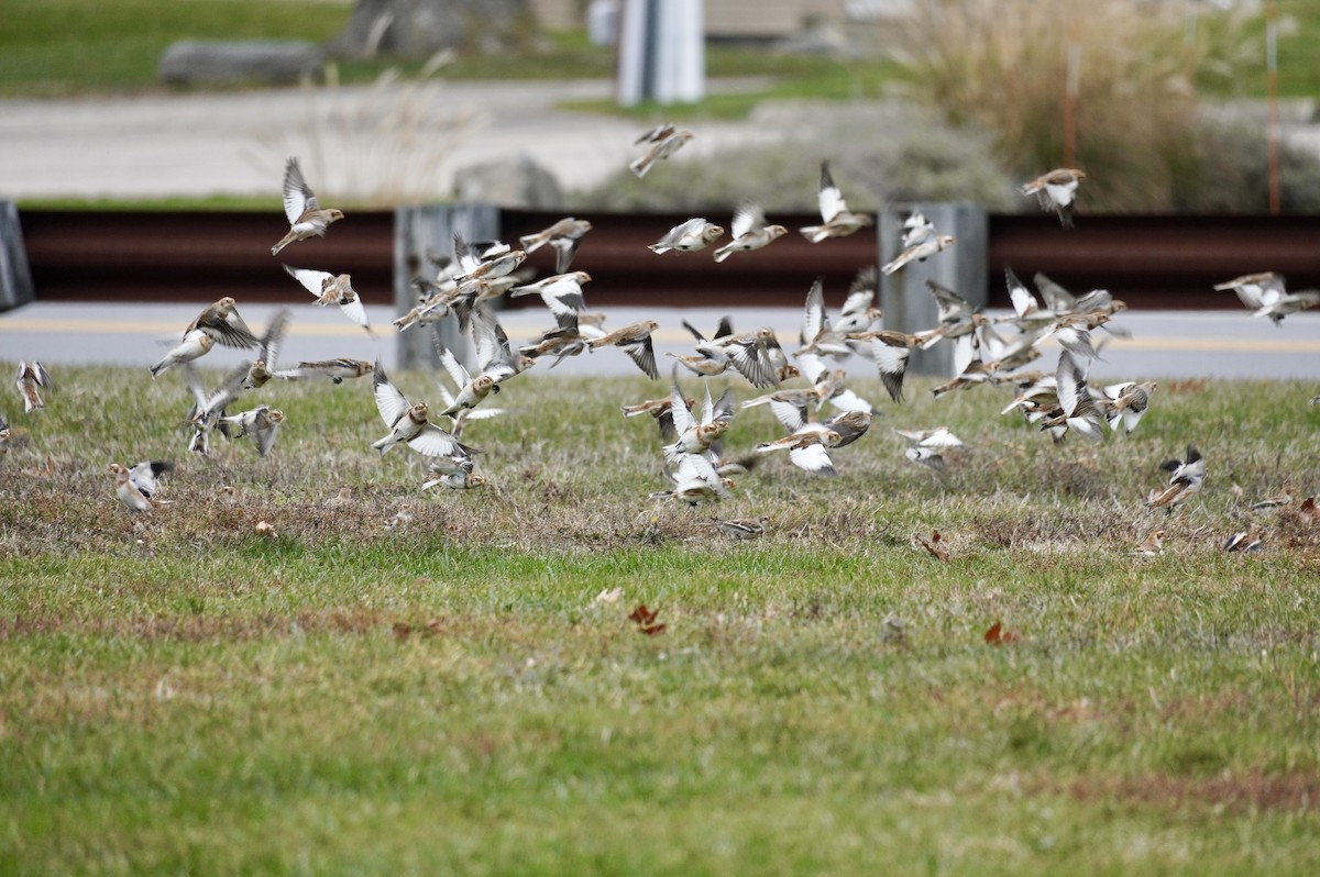 雪鵐 - ML645667845