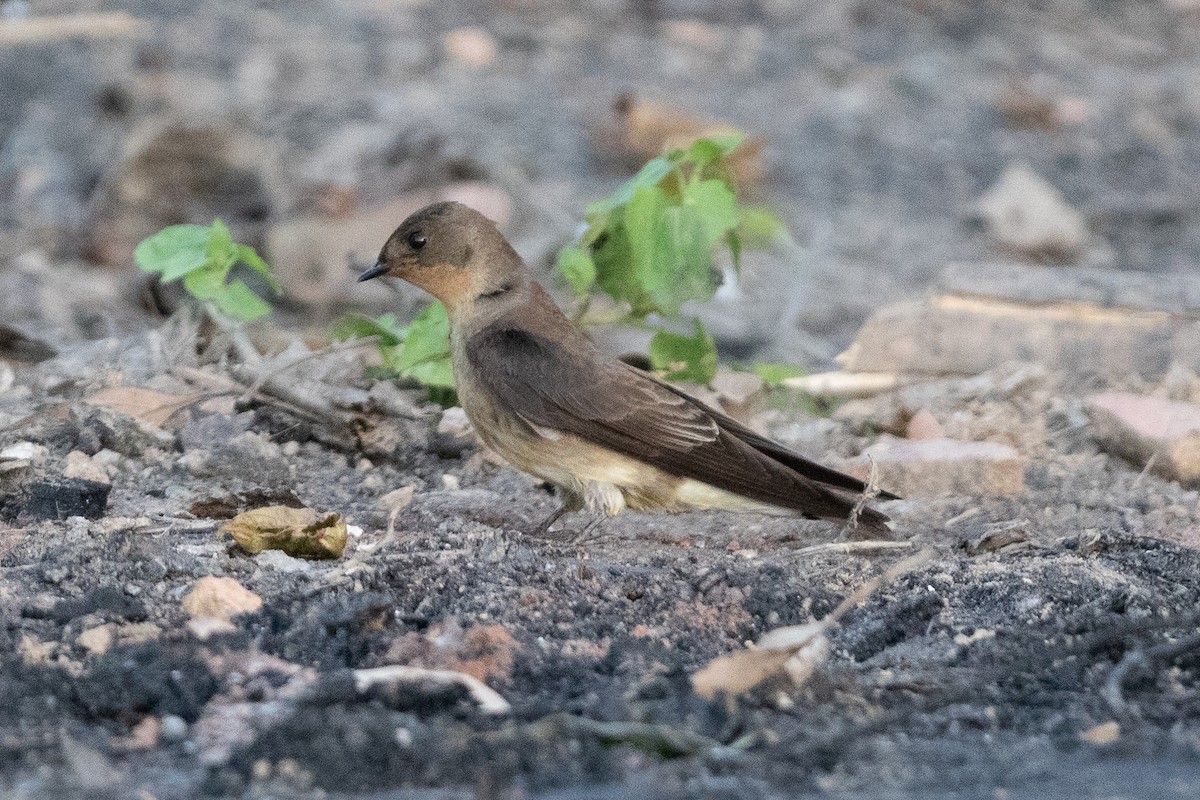 Southern Rough-winged Swallow - ML645667849
