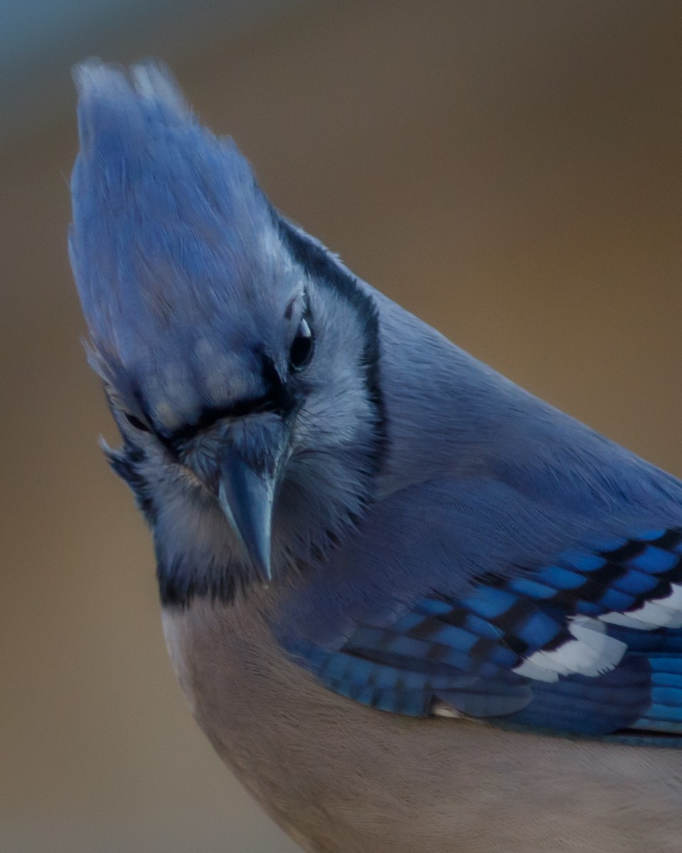 Blue Jay - ML645667850