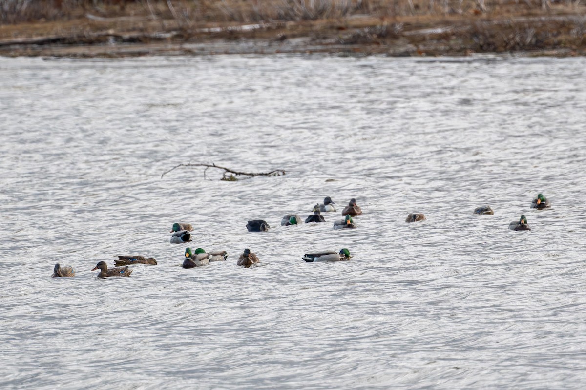 綠頭鴨 - ML645667863