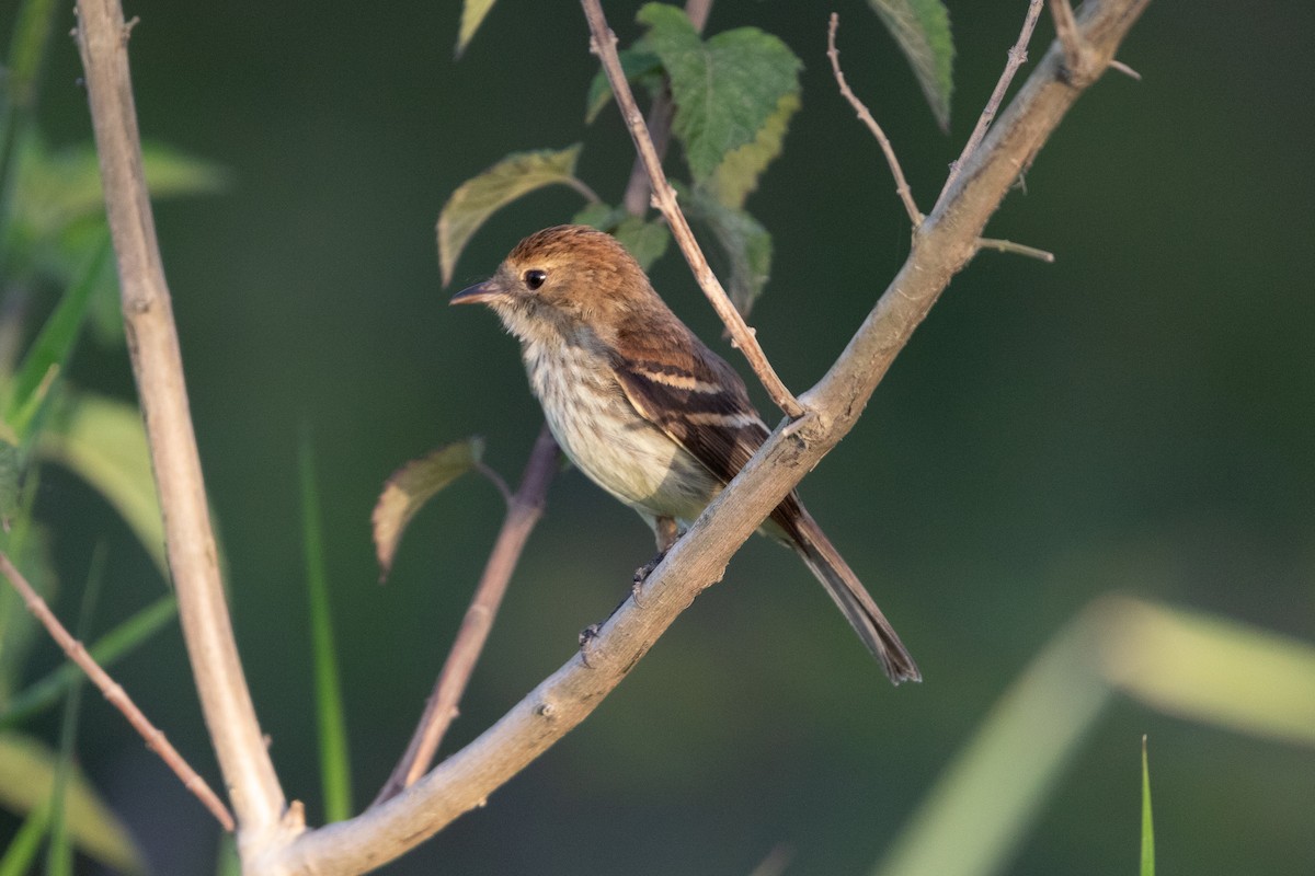 Bran-colored Flycatcher - ML645667865