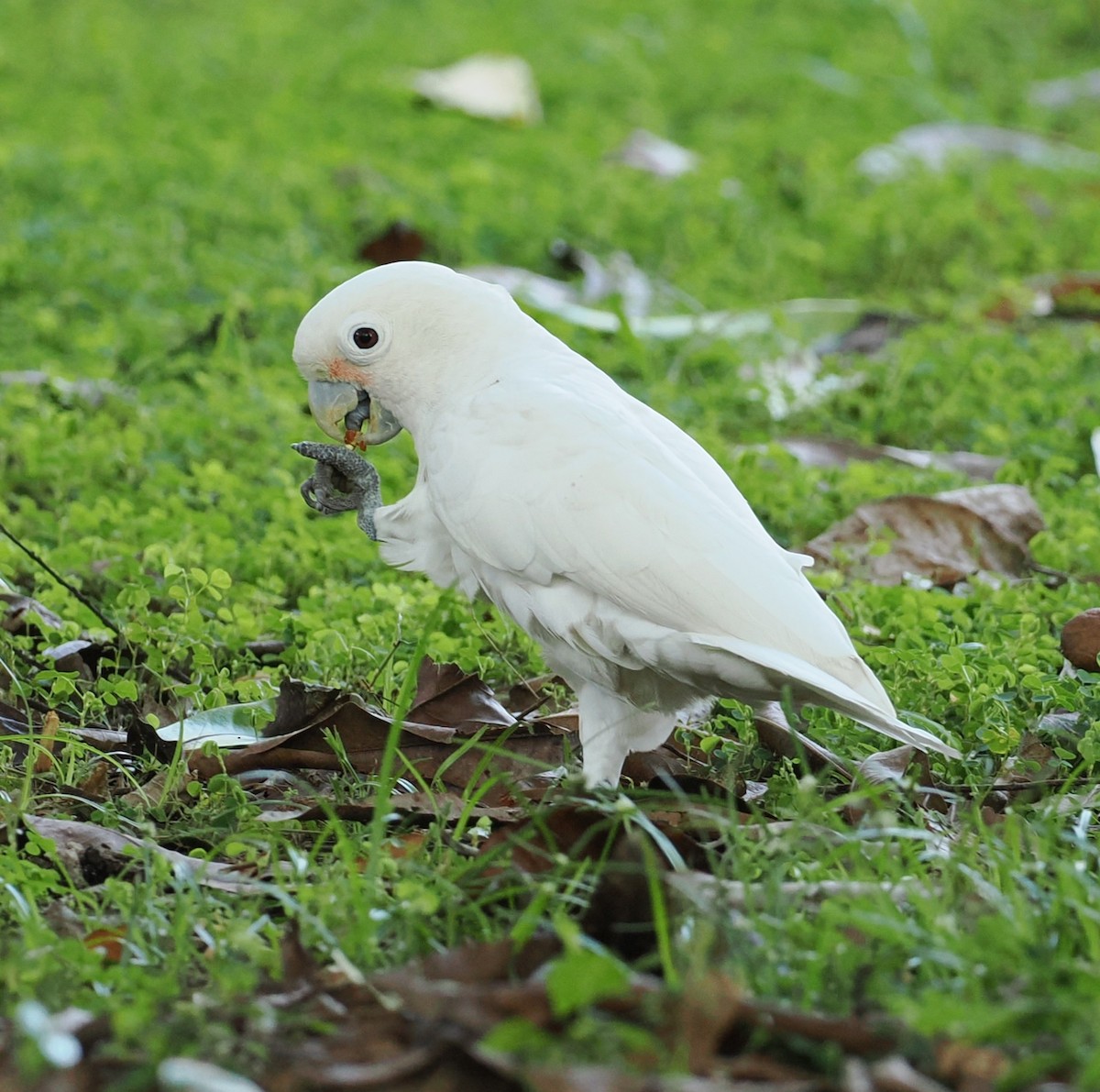 Tanimbar Corella - ML645667866