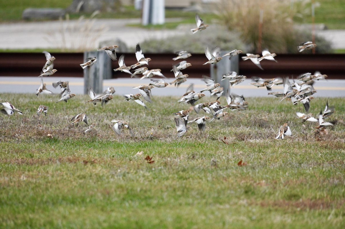 雪鵐 - ML645667869