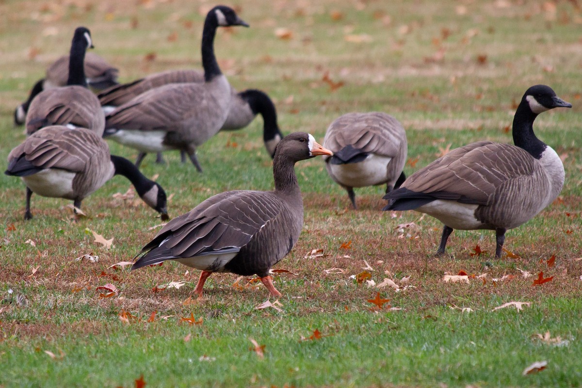 マガン - ML645667871