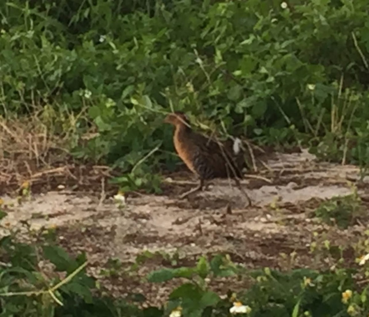 chřástal královský - ML645667873