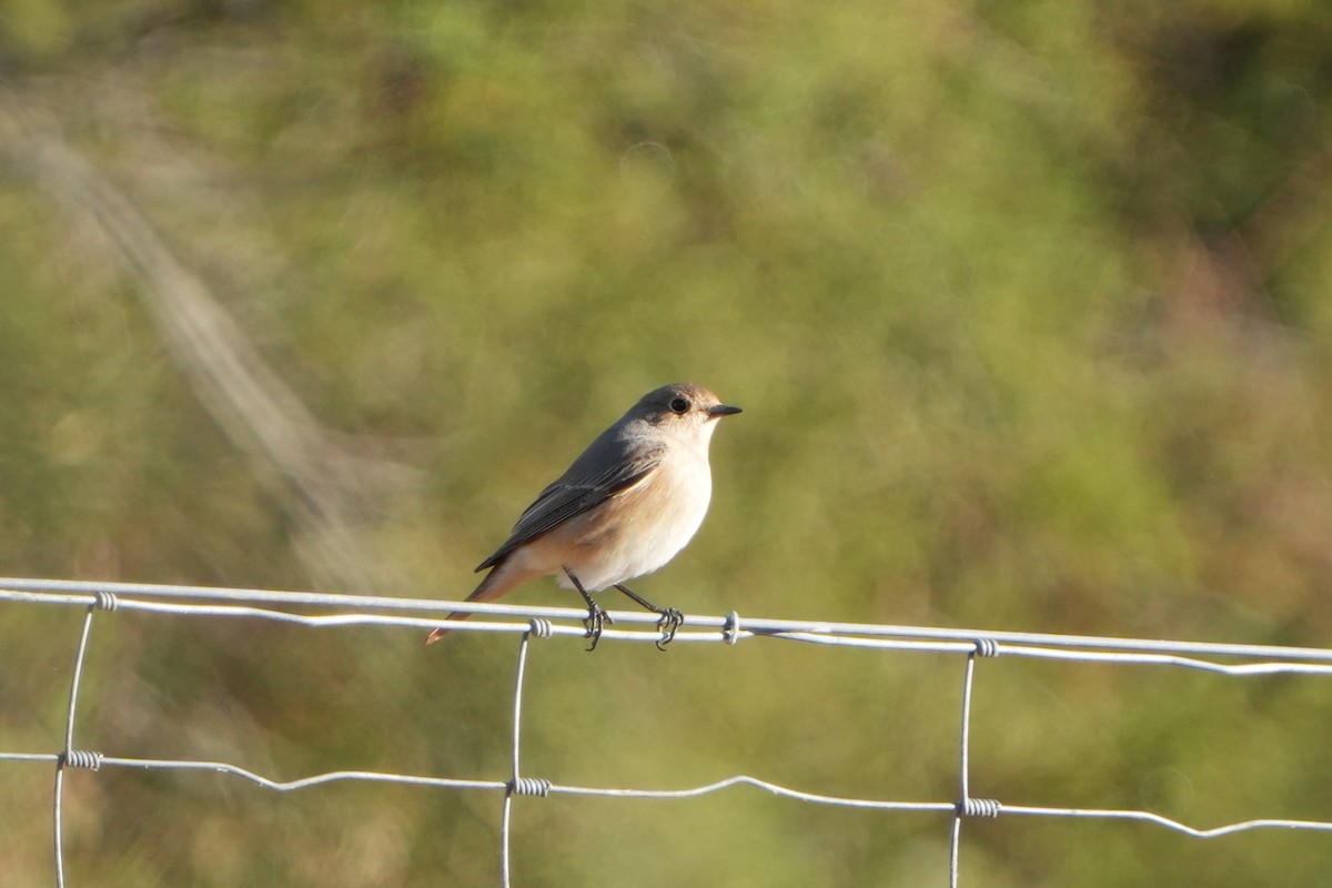 Common Redstart - ML645667874