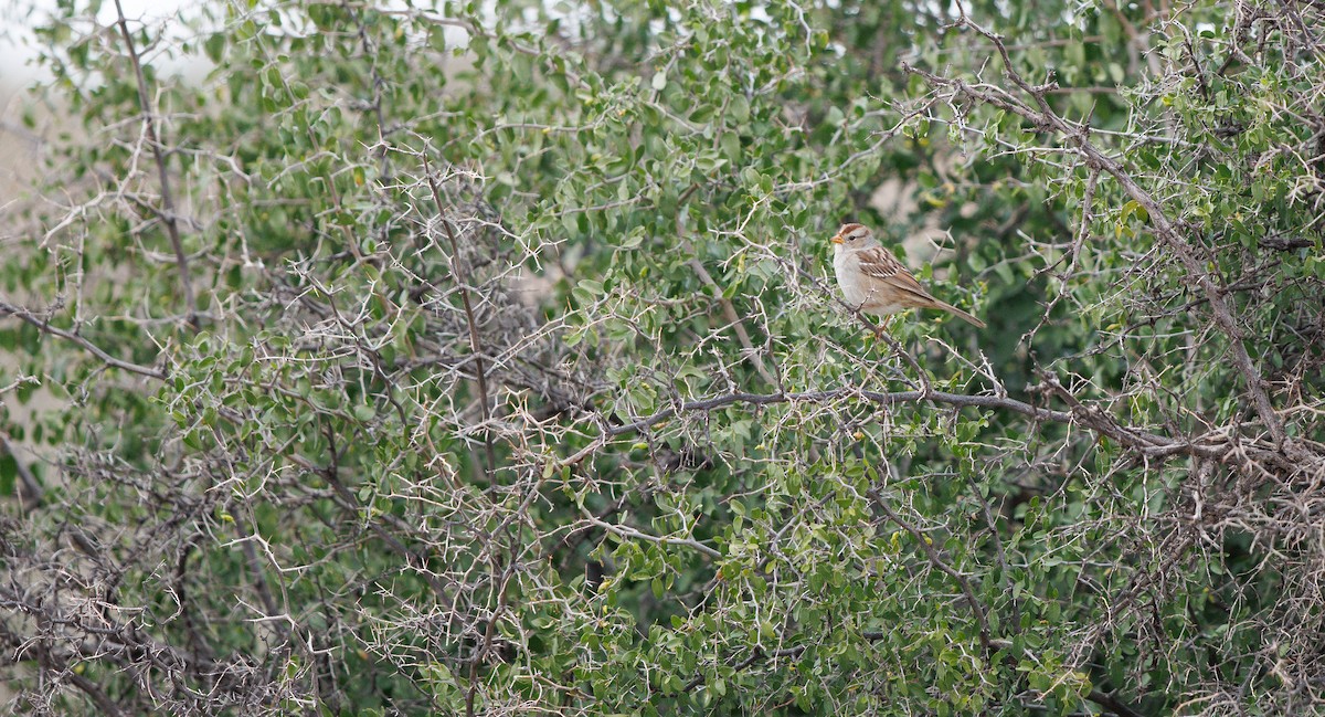 White-crowned Sparrow (Gambel's) - ML645667875