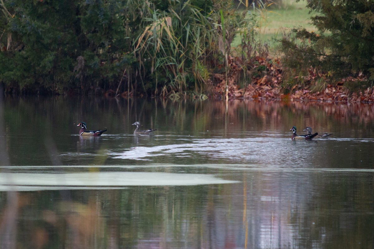 美洲鴛鴦 - ML645667876