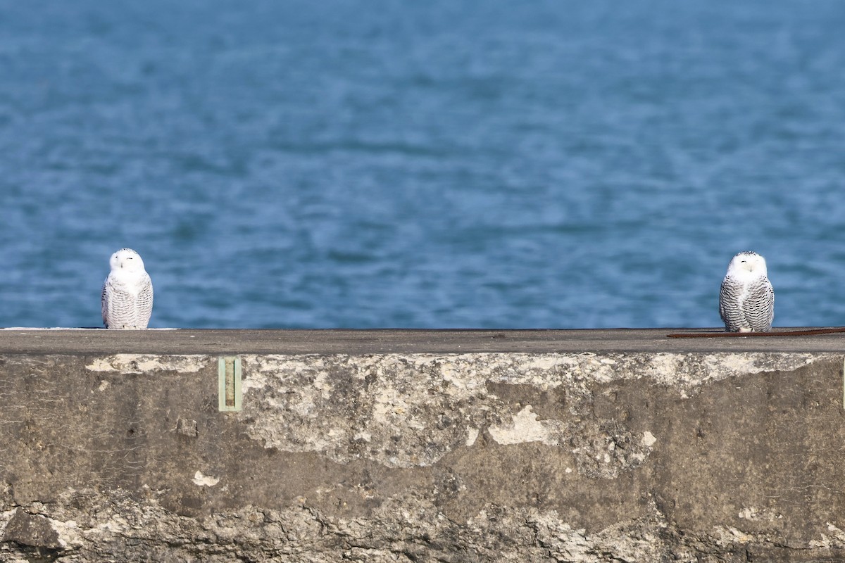 Snowy Owl - ML645667877