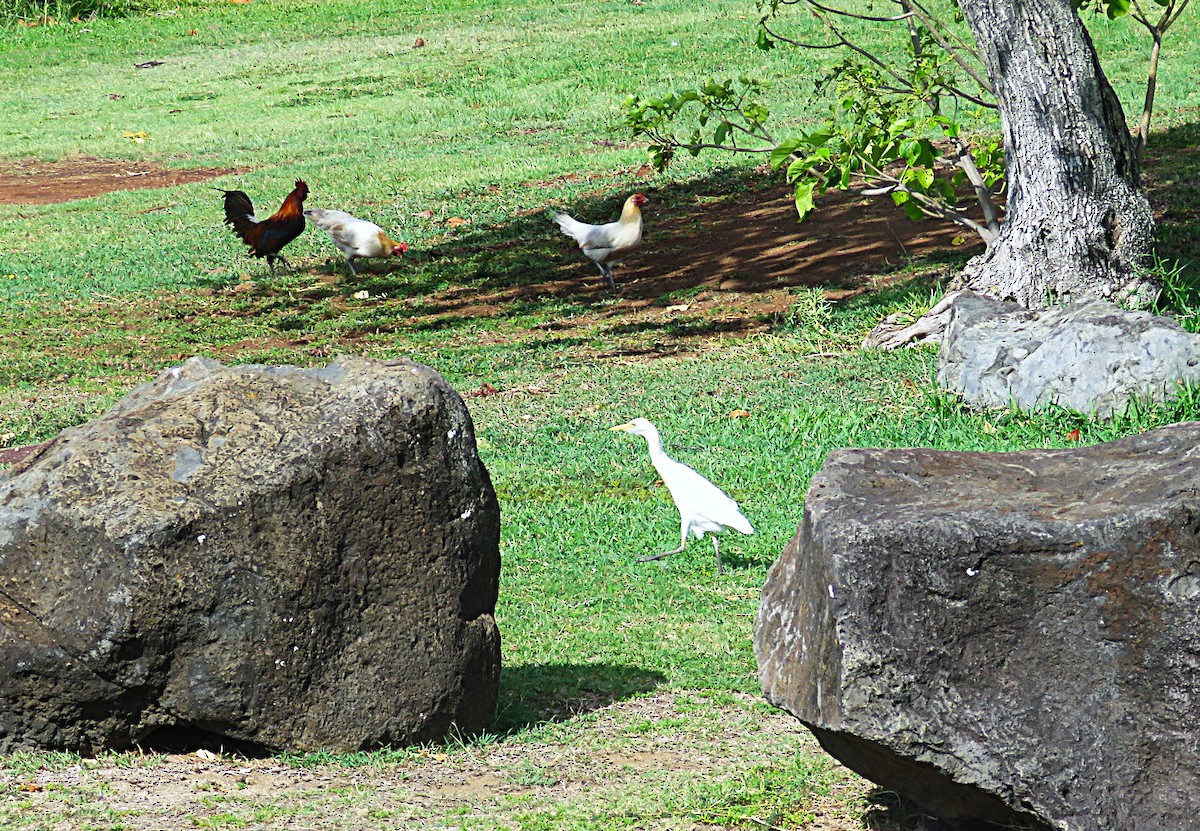 Western Cattle-Egret - ML645667879