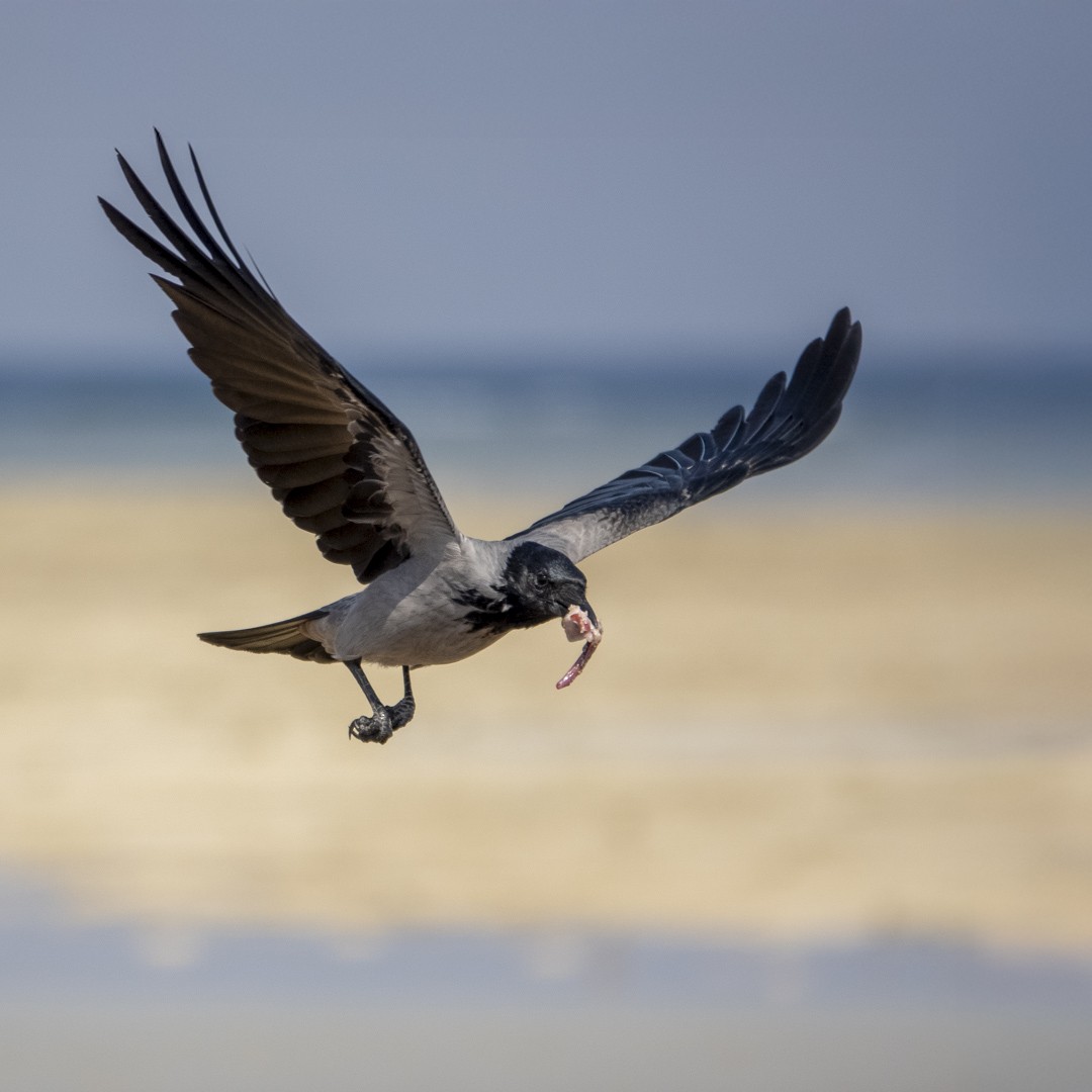 Hooded Crow - ML645667881