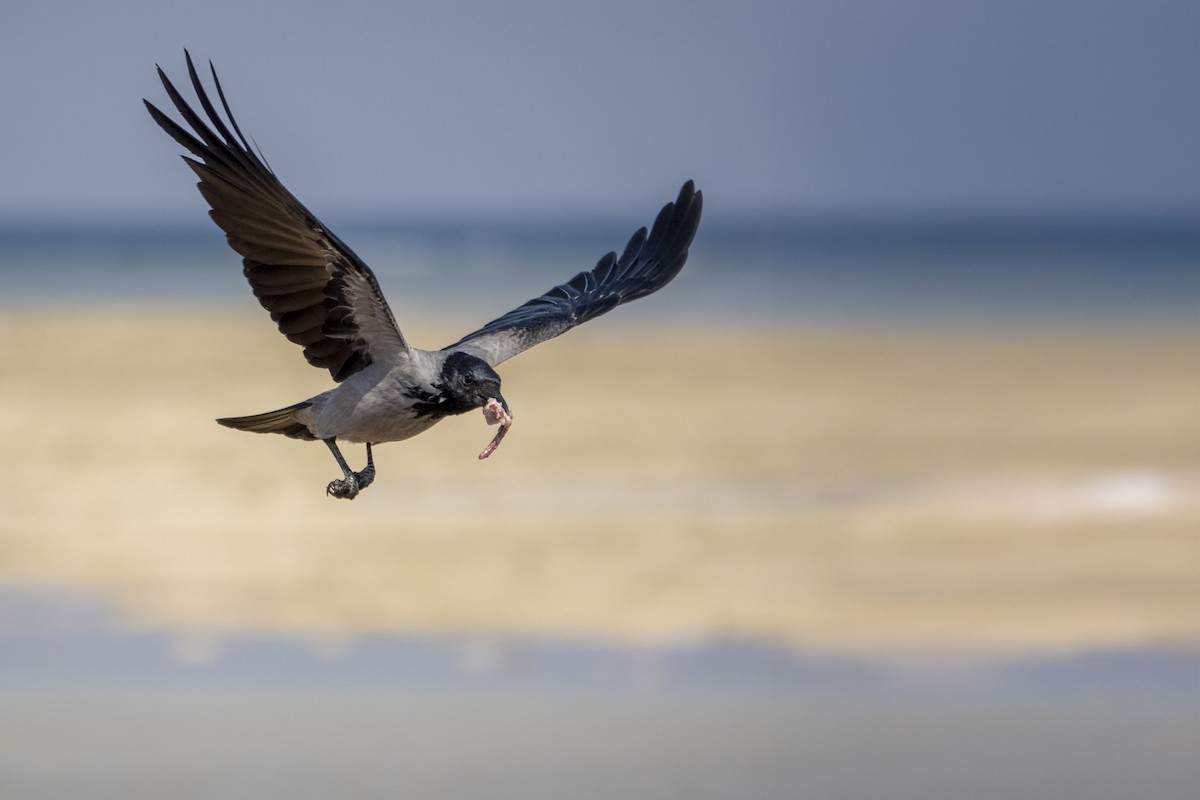 Hooded Crow - ML645667882