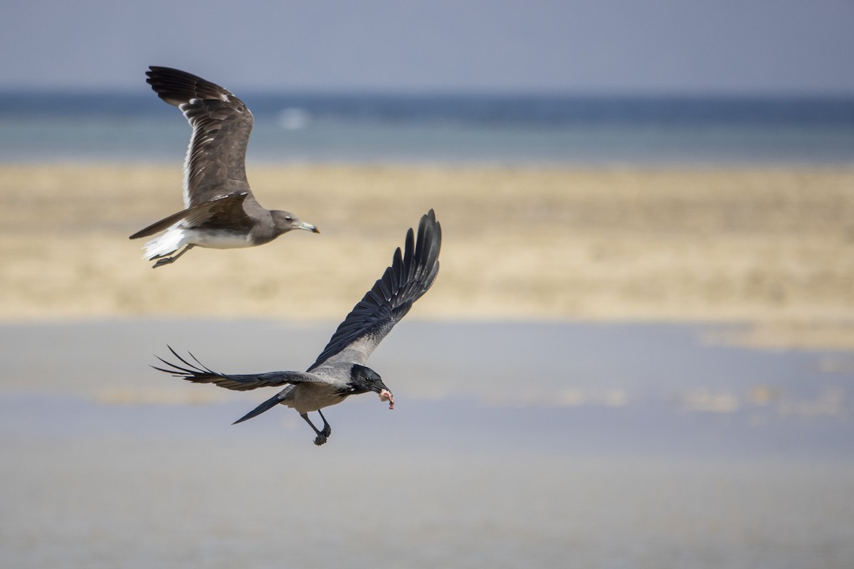 Hooded Crow - ML645667883