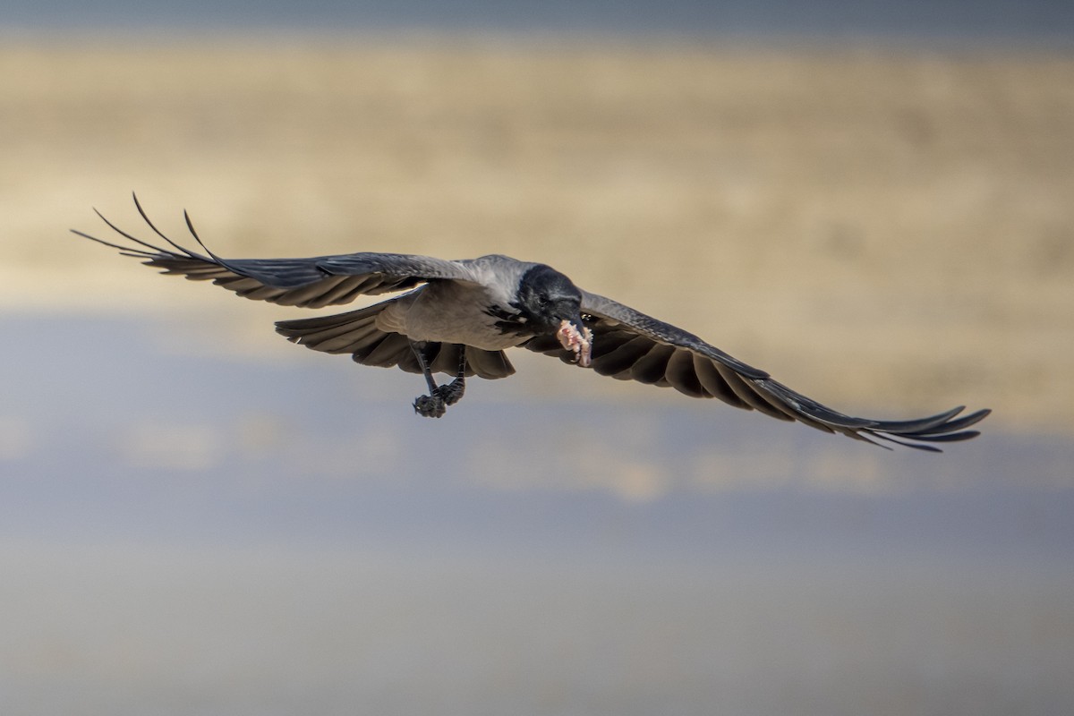 Hooded Crow - ML645667884