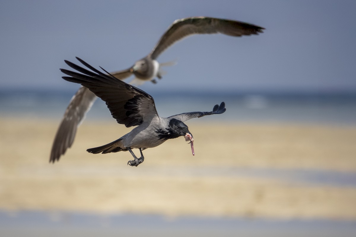 Hooded Crow - ML645667885
