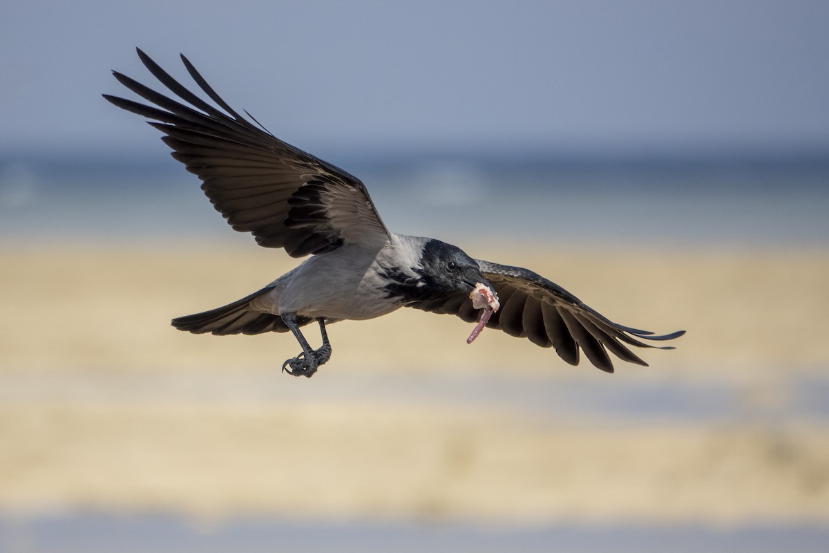 Hooded Crow - ML645667886