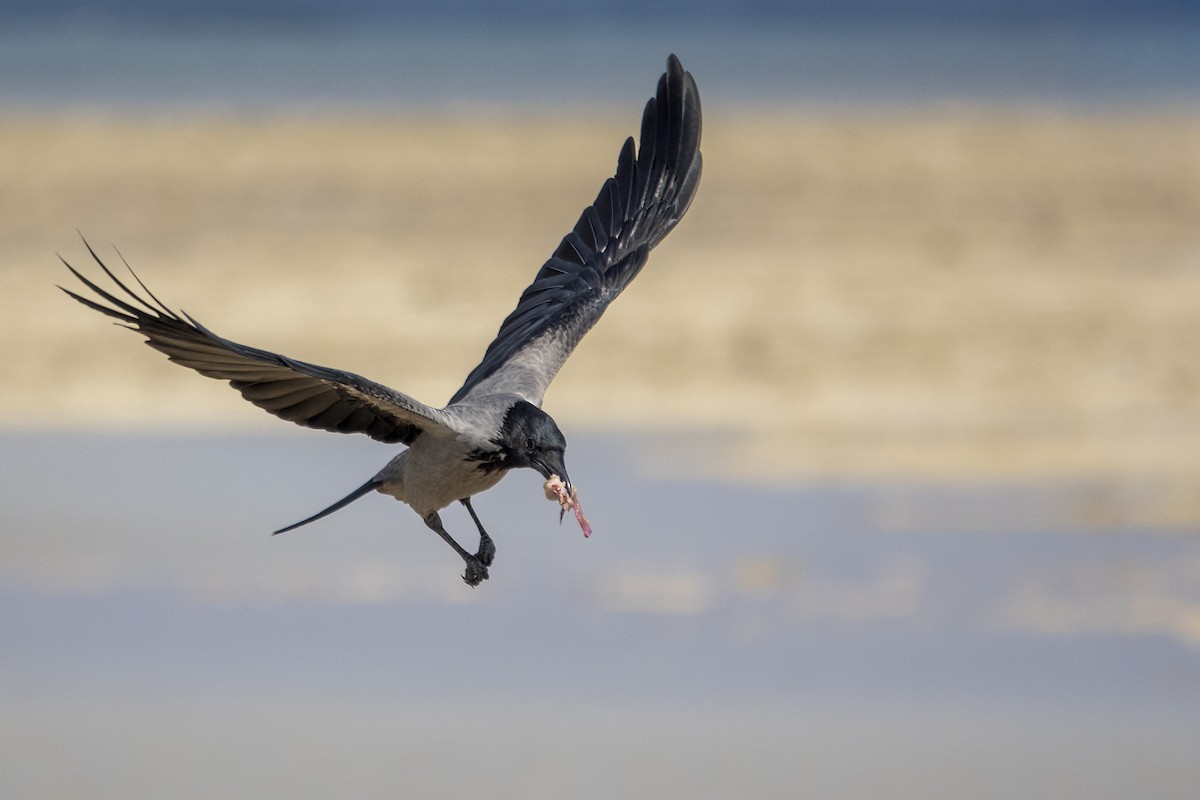 Hooded Crow - ML645667887