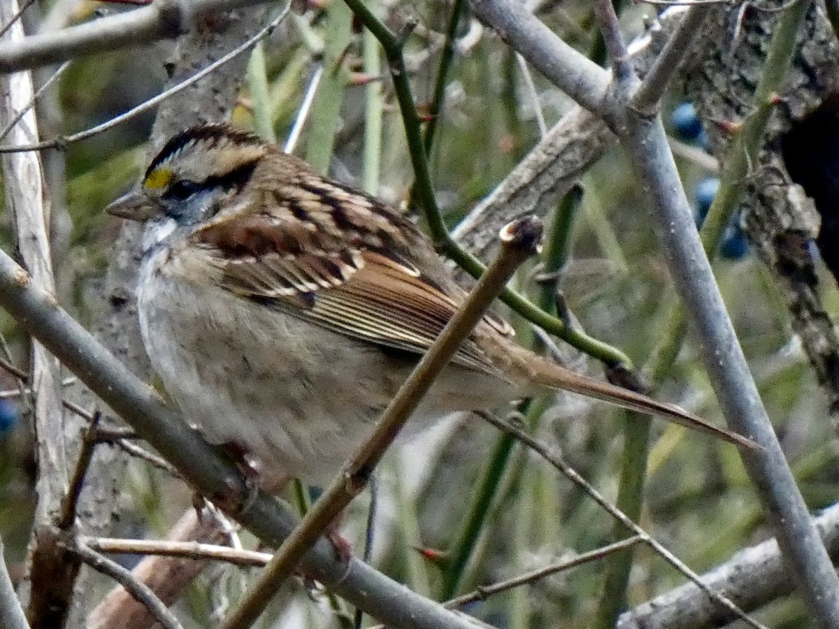 White-throated Sparrow - ML645667888