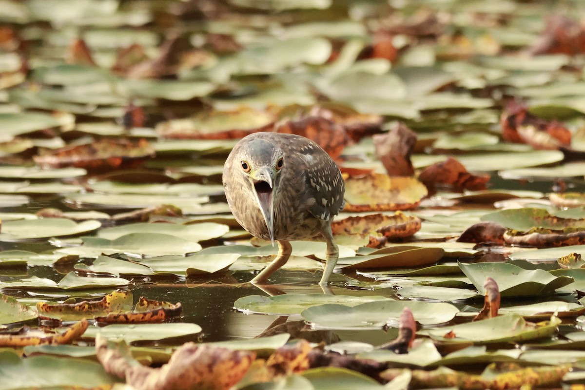 夜鷺 - ML645667892