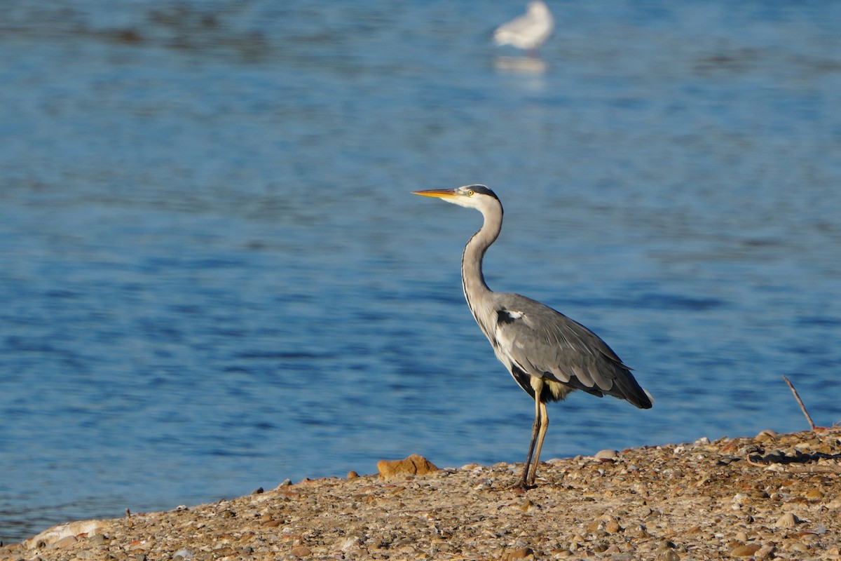 蒼鷺 - ML645667893