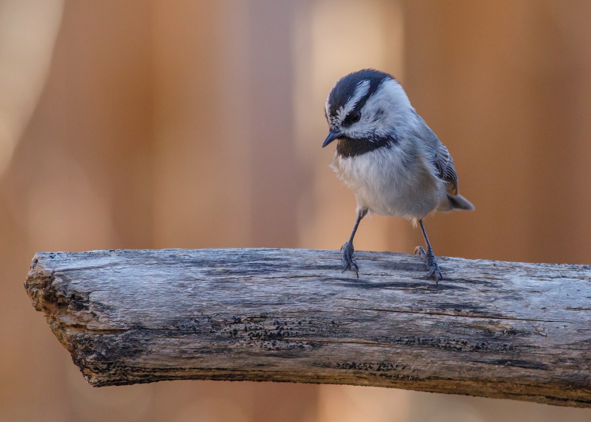 マミジロコガラ - ML645667894