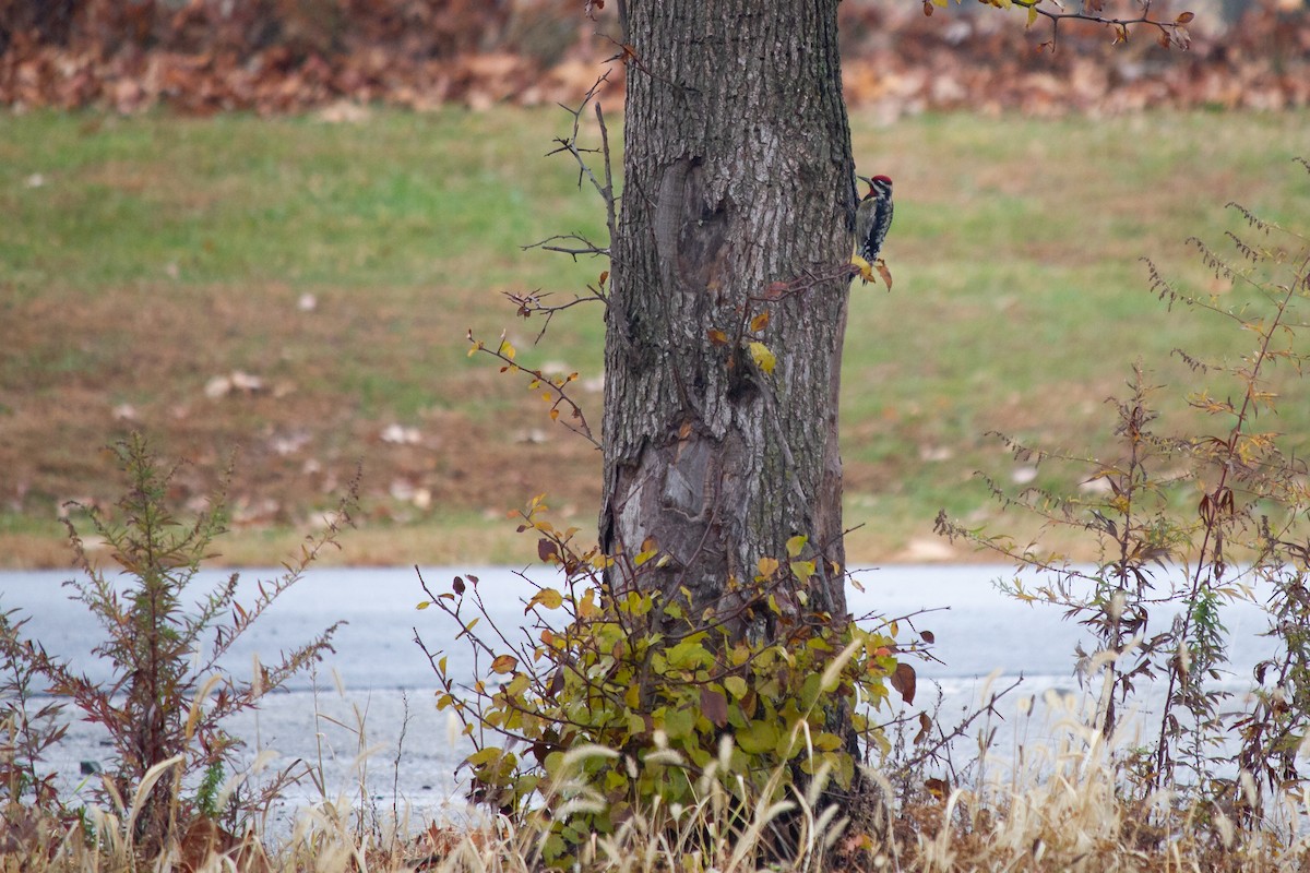 Yellow-bellied Sapsucker - ML645667897