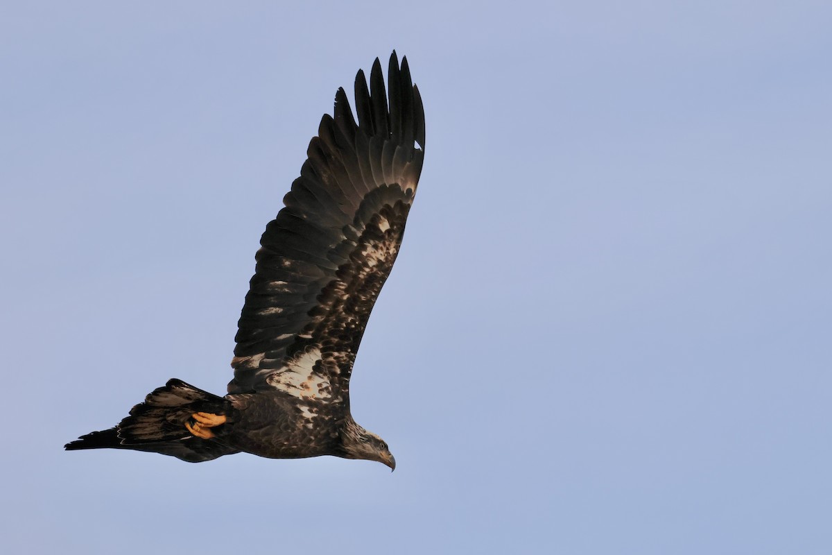 Bald Eagle - ML645667900