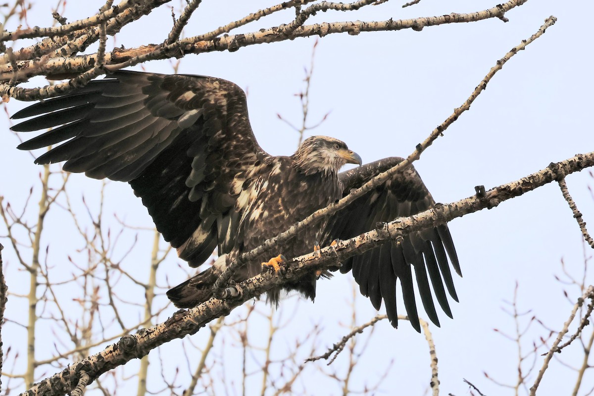 Bald Eagle - ML645667901