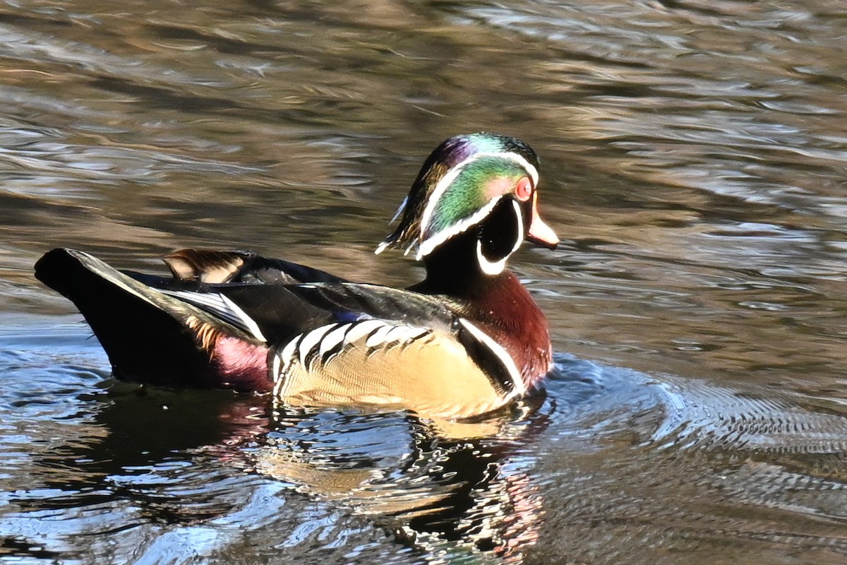 美洲鴛鴦 - ML645667902