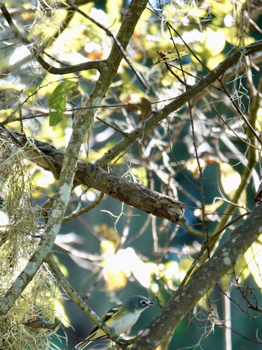 Blue-headed Vireo - ML645667903