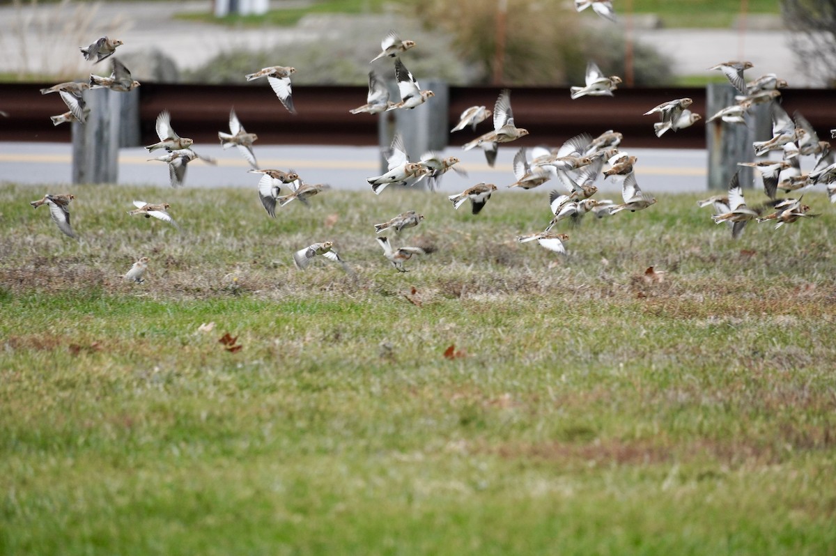 雪鵐 - ML645667905