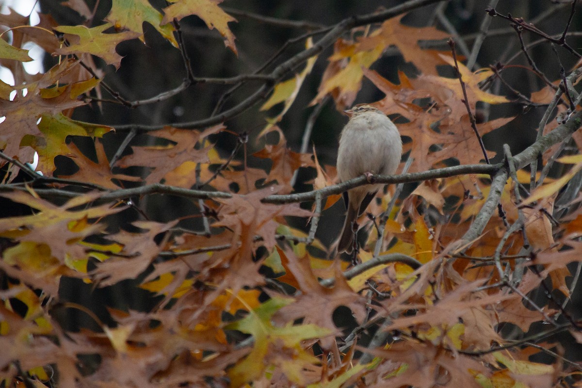 Chipping Sparrow - ML645667906