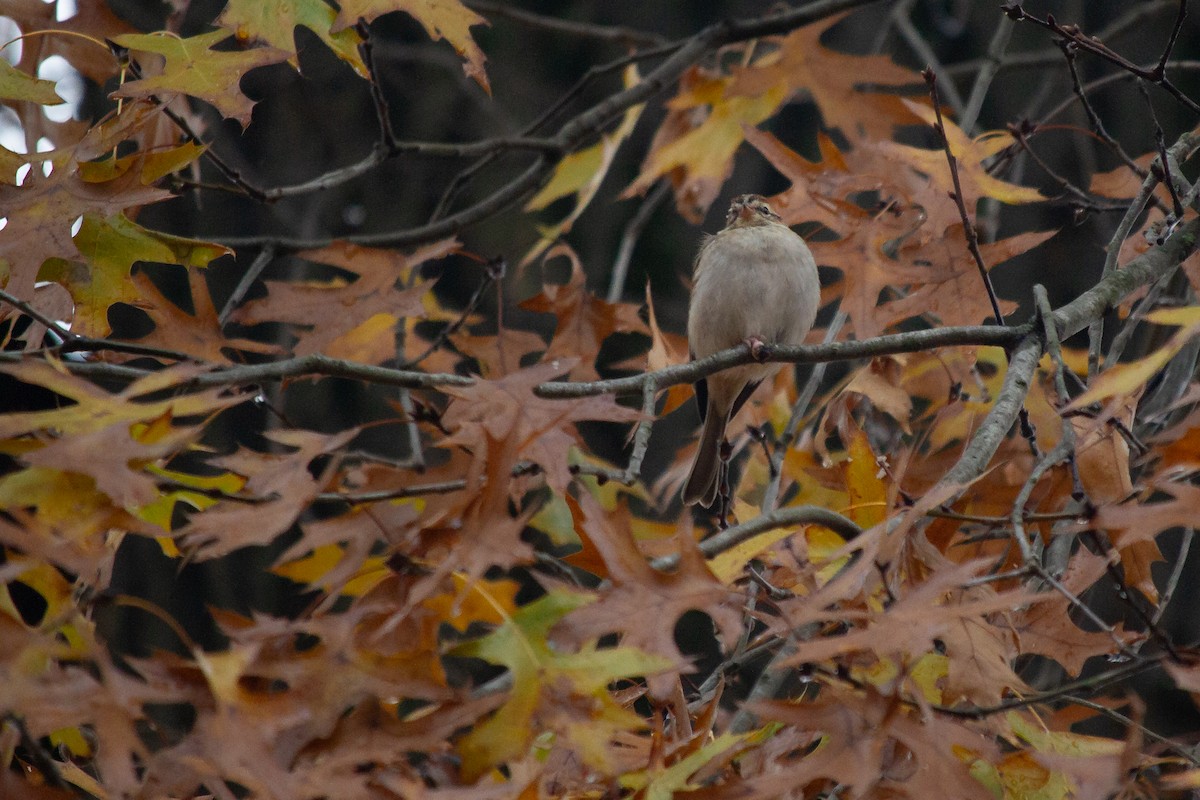 Chipping Sparrow - ML645667907