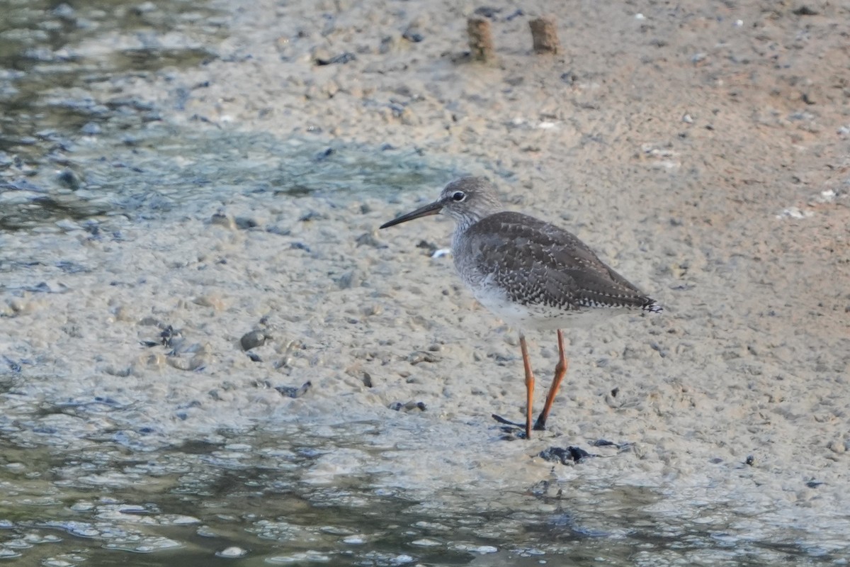 赤足鷸 - ML645667909