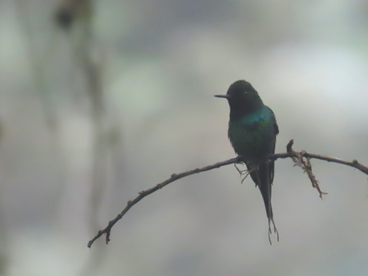 Green Thorntail - ML645667910