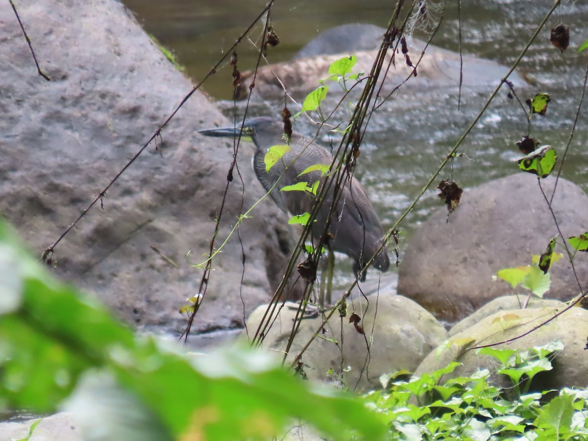 Fasciated Tiger-Heron - ML645667917