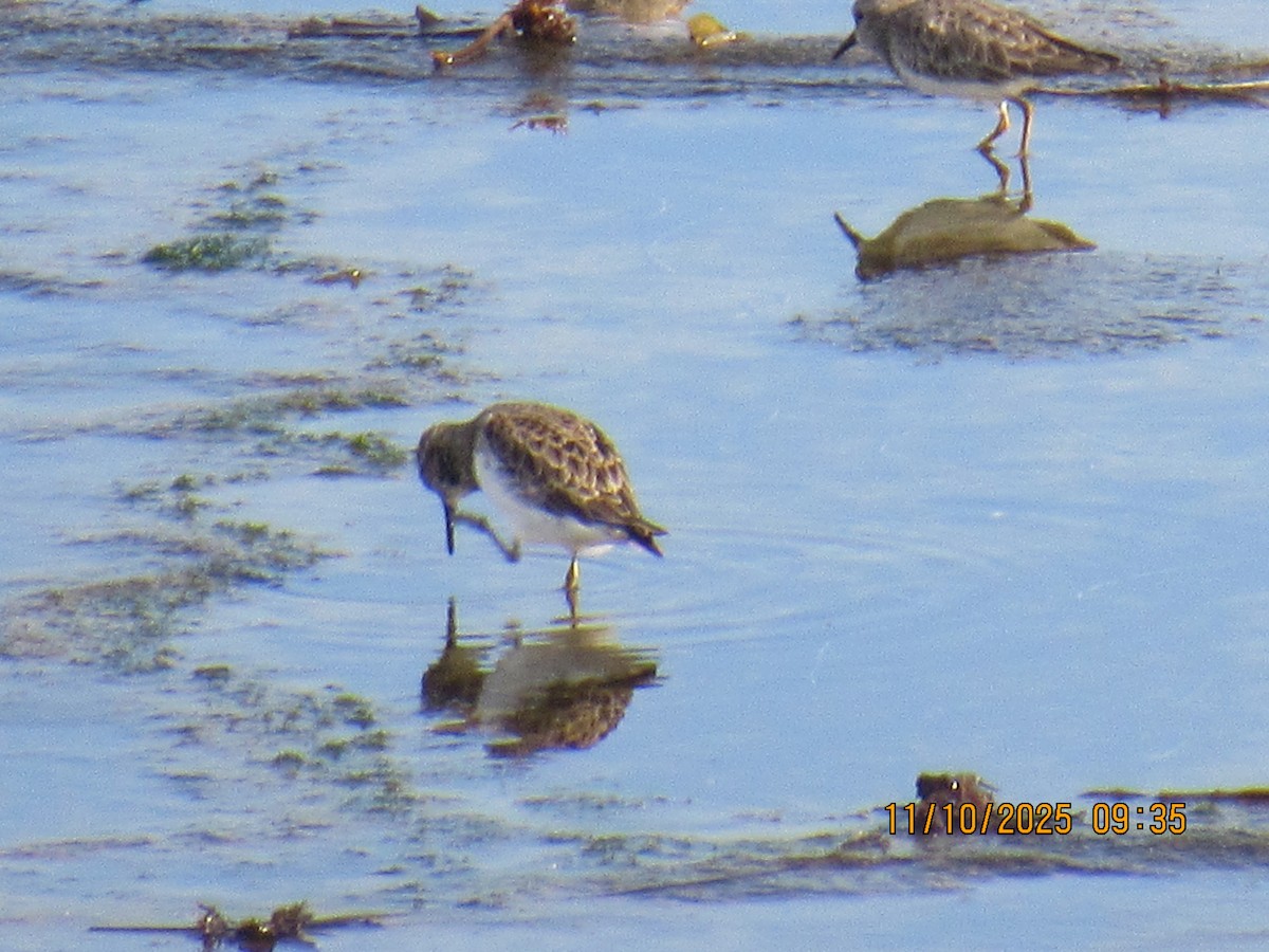 Least Sandpiper - ML645667922