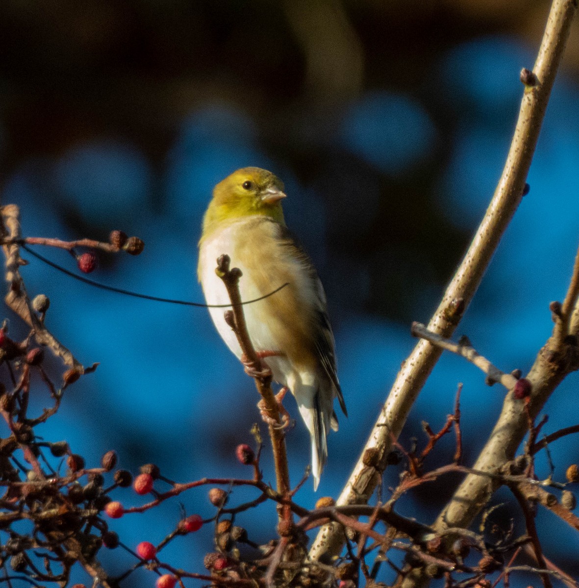 American Goldfinch - ML645667930