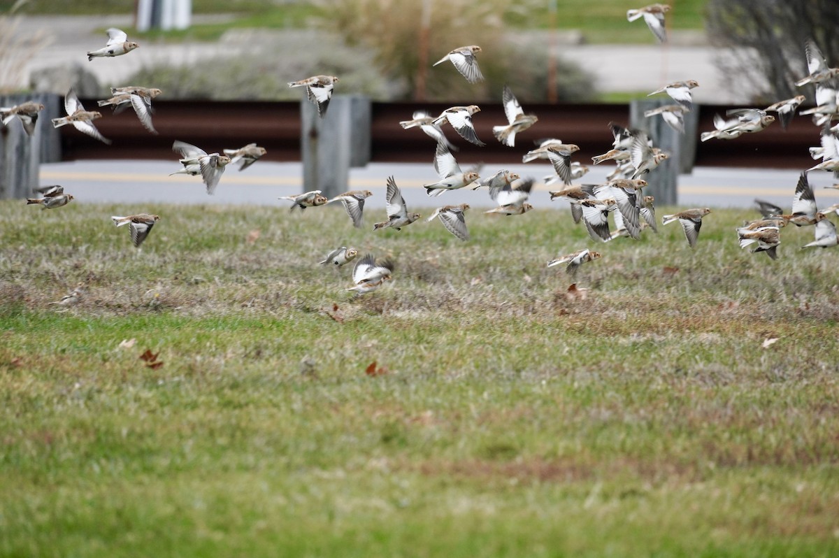 雪鵐 - ML645667934