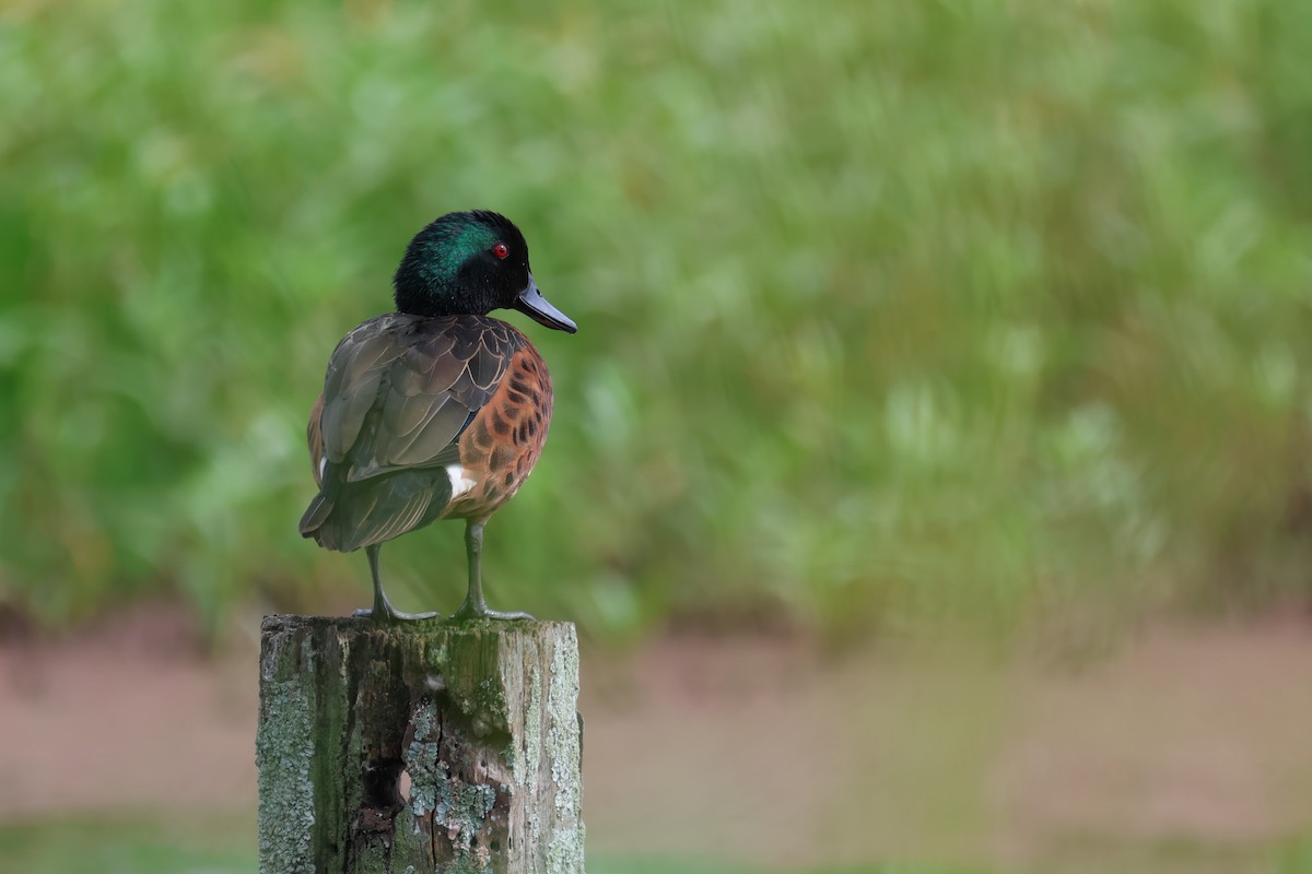 Chestnut Teal - ML645667940